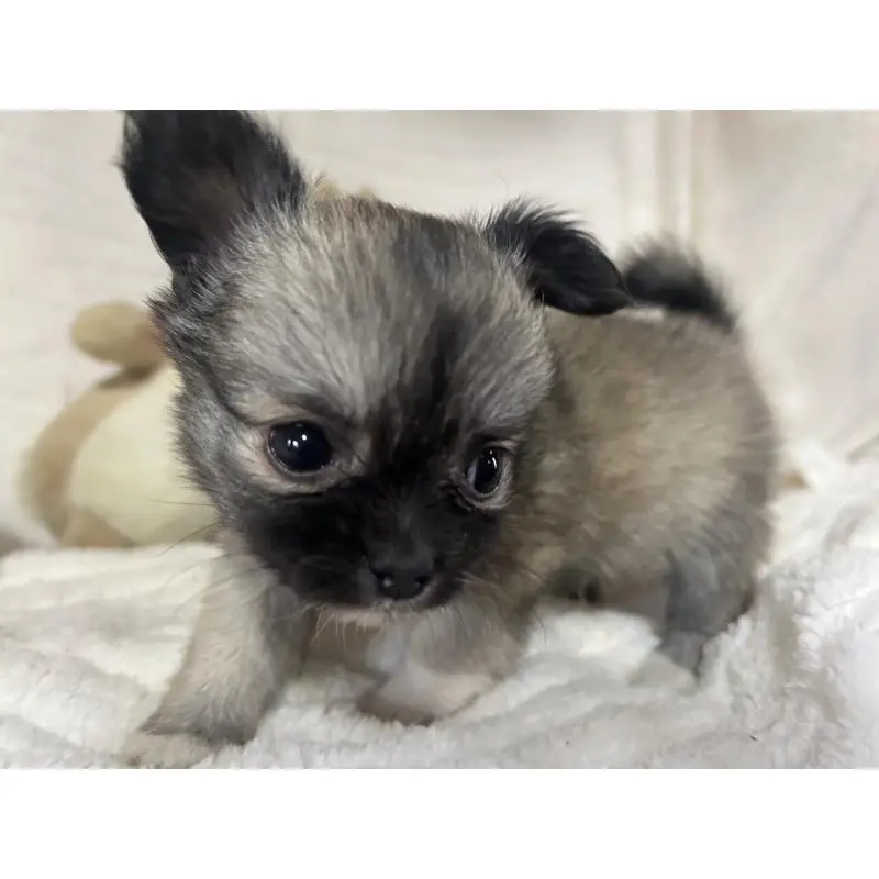 販売中の京都府のチワワ(ロングコート)-454350の2枚目