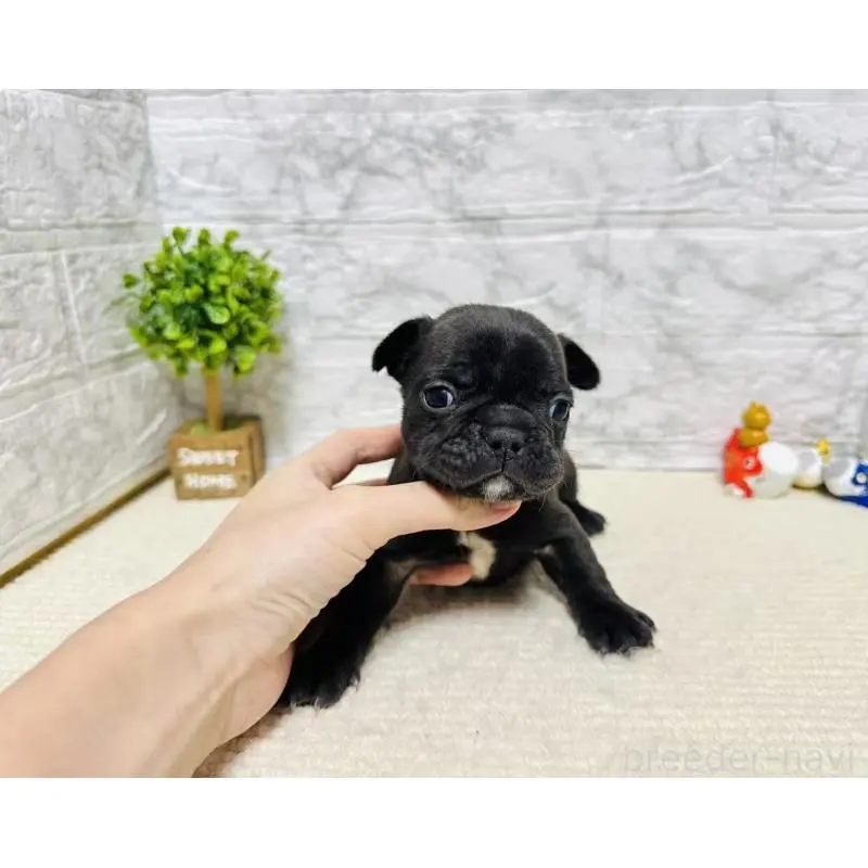 販売中の岐阜県のフレンチブルドッグ-454351の10枚目