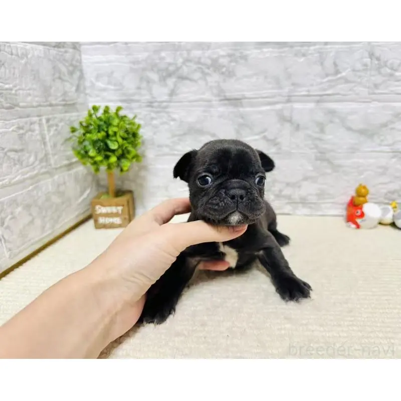 販売中の岐阜県のフレンチブルドッグ-454351の9枚目