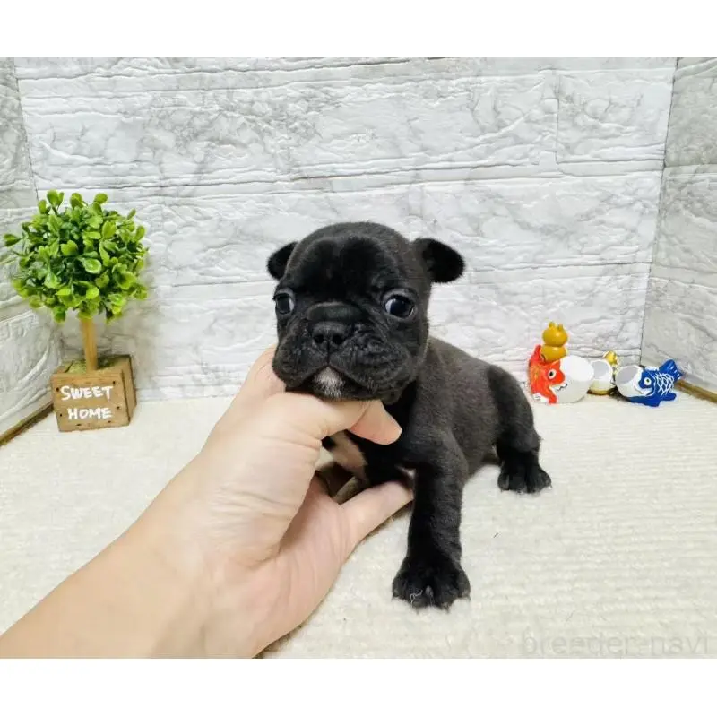 販売中の岐阜県のフレンチブルドッグ-454351の8枚目