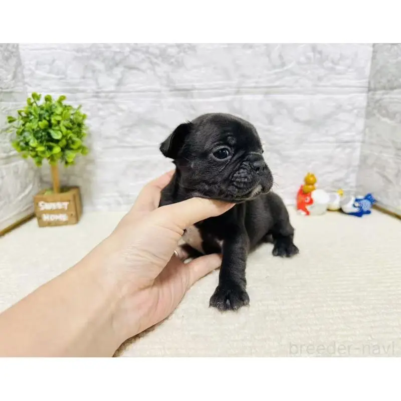 販売中の岐阜県のフレンチブルドッグ-454351の6枚目