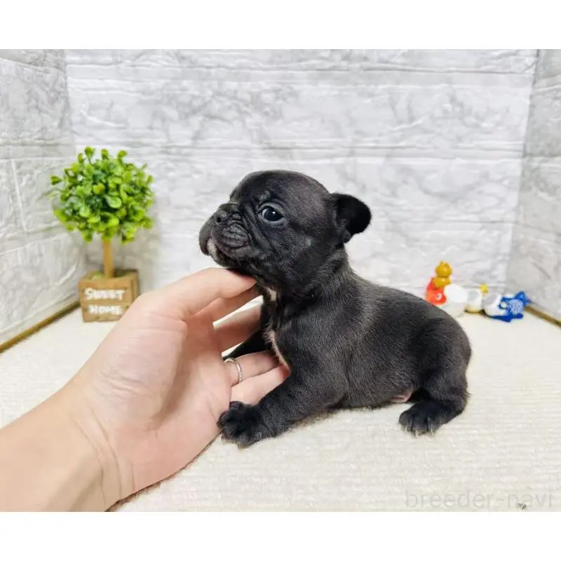 販売中の岐阜県のフレンチブルドッグ-454351の5枚目