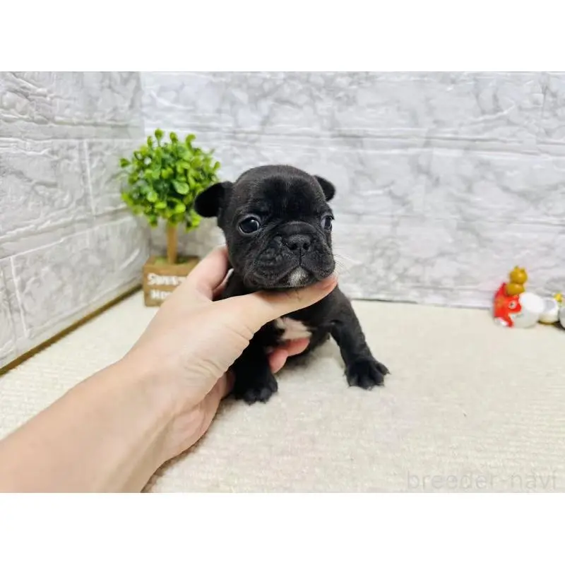 販売中の岐阜県のフレンチブルドッグ-454351の4枚目