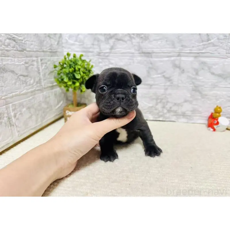 販売中の岐阜県のフレンチブルドッグ-454351の3枚目