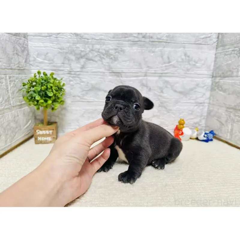 販売中の岐阜県のフレンチブルドッグ-454351の2枚目