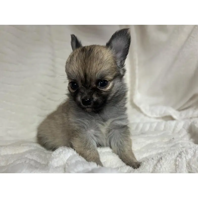 販売中の京都府のチワワ(ロングコート)-454358の8枚目