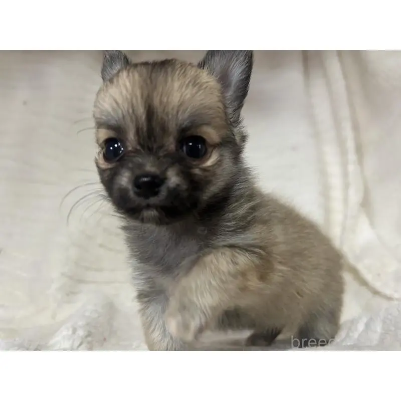 販売中の京都府のチワワ(ロングコート)-454358の7枚目