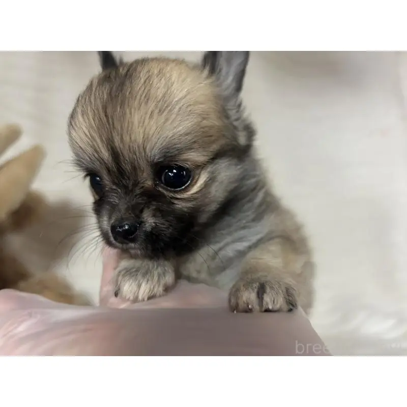 販売中の京都府のチワワ(ロングコート)-454358の6枚目