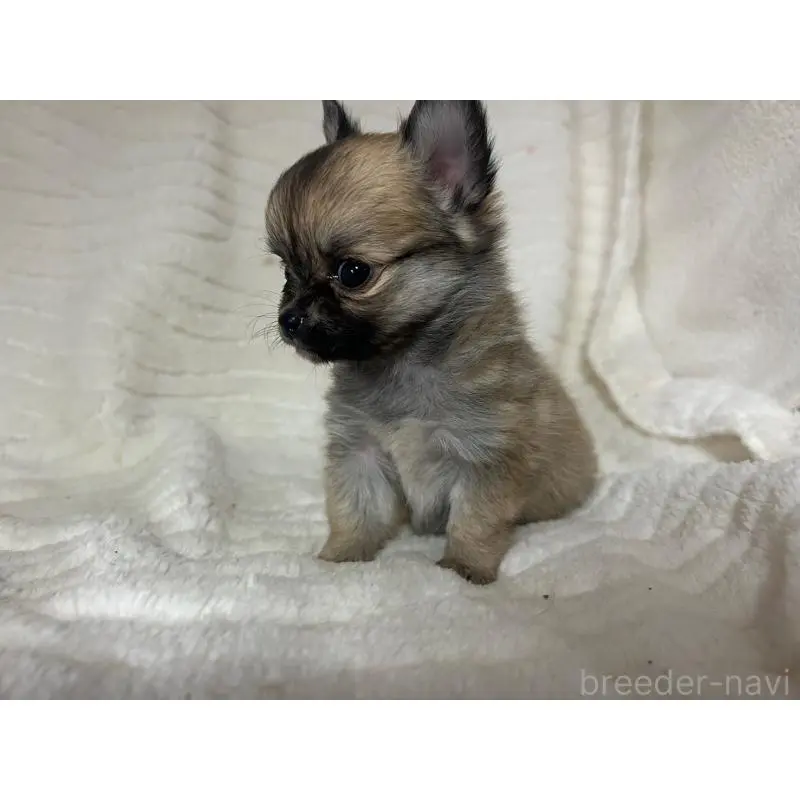 販売中の京都府のチワワ(ロングコート)-454358の5枚目