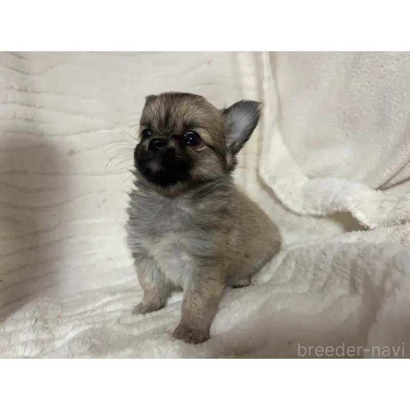 販売中の京都府のチワワ(ロングコート)-454358の4枚目