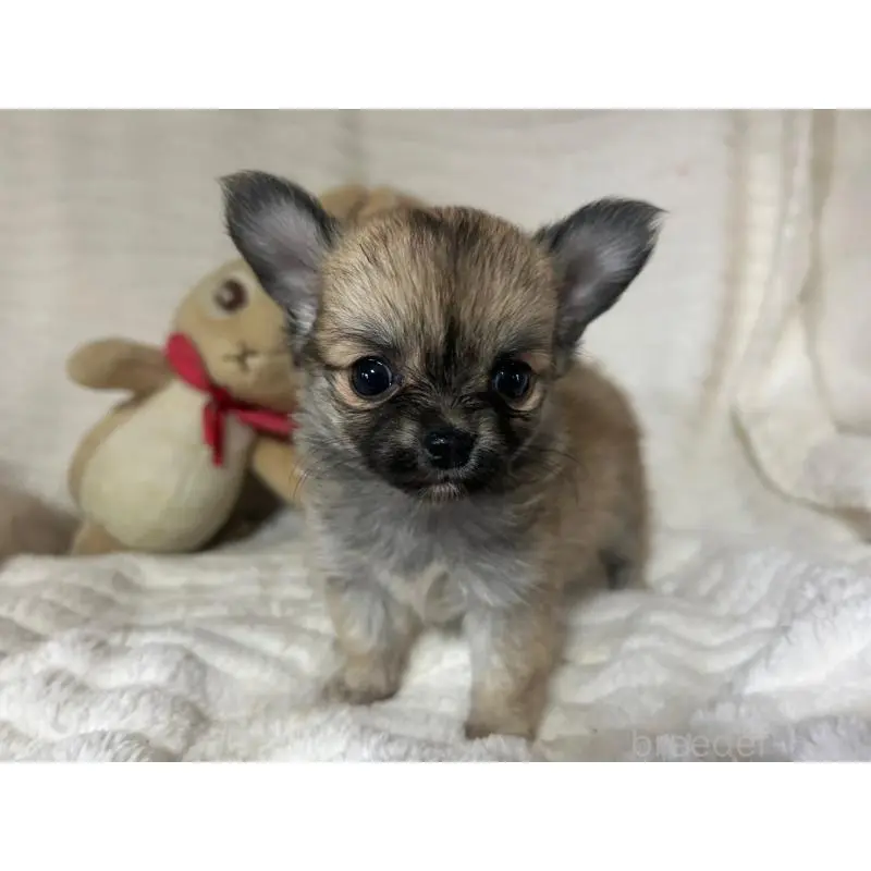 販売中の京都府のチワワ(ロングコート)-454358の2枚目