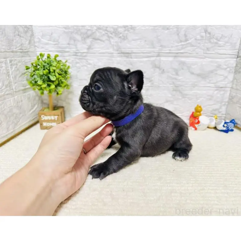 販売中の岐阜県のフレンチブルドッグ-454352の9枚目