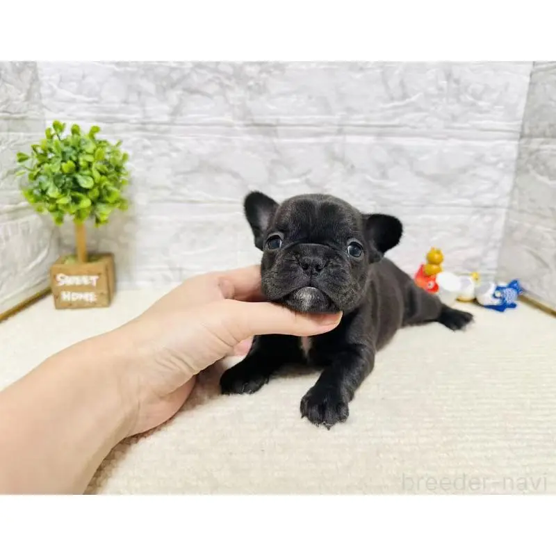 販売中の岐阜県のフレンチブルドッグ-454352の8枚目