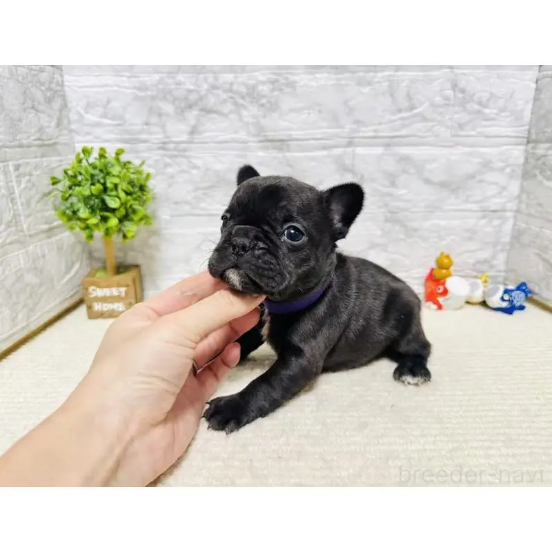 販売中の岐阜県のフレンチブルドッグ-454352の7枚目