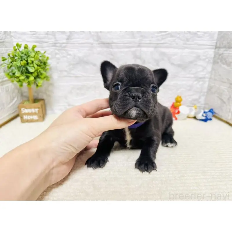 販売中の岐阜県のフレンチブルドッグ-454352の6枚目