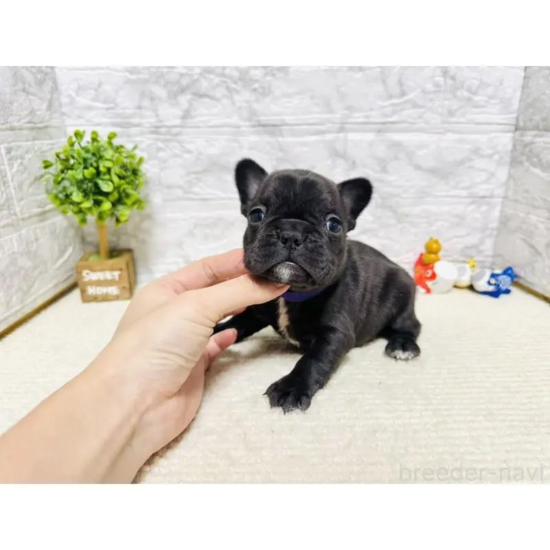 販売中の岐阜県のフレンチブルドッグ-454352の5枚目