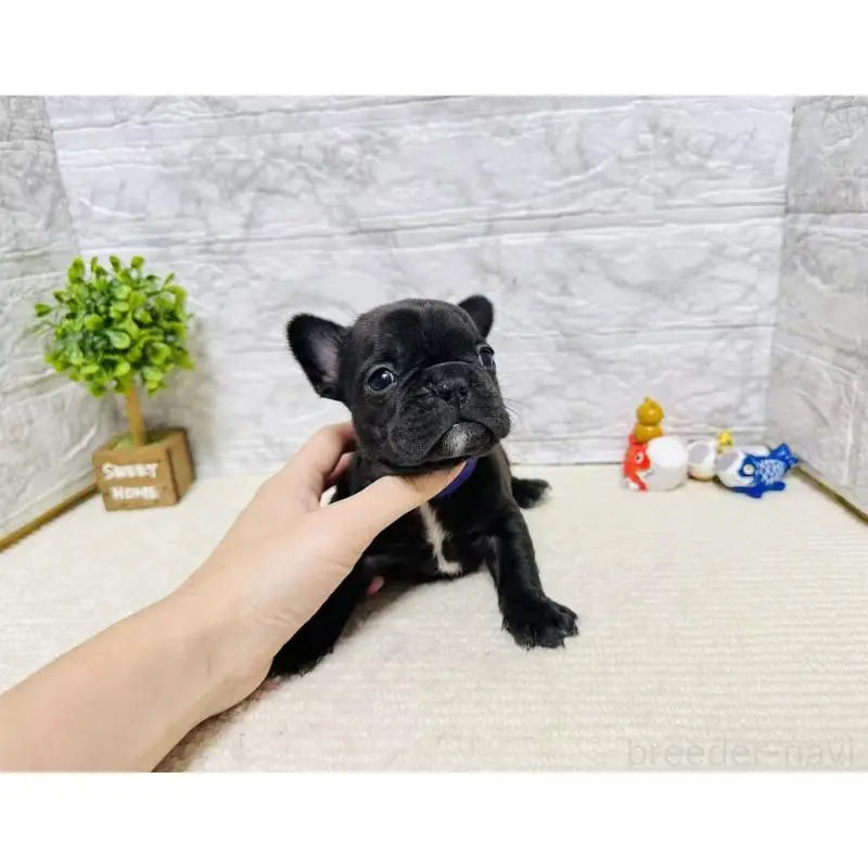 販売中の岐阜県のフレンチブルドッグ-454352の3枚目