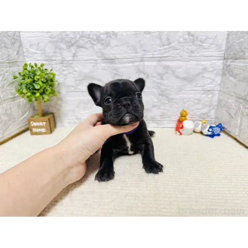販売中の岐阜県のフレンチブルドッグ-454352の2枚目