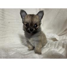 ♀︎チワワ(ロングコート)