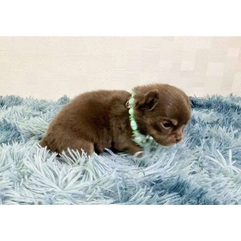 販売中の埼玉県のチワワ(ロングコート)-454354の5枚目