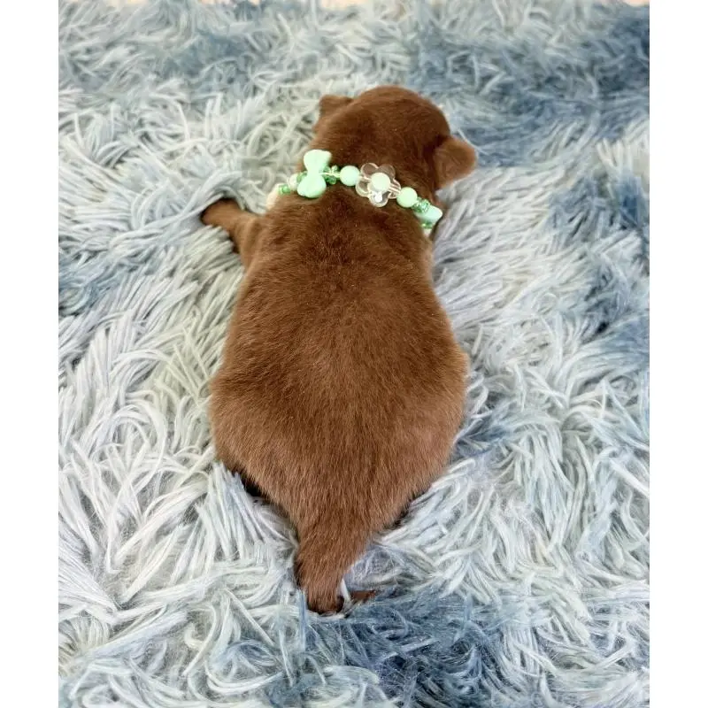 販売中の埼玉県のチワワ(ロングコート)-454354の4枚目