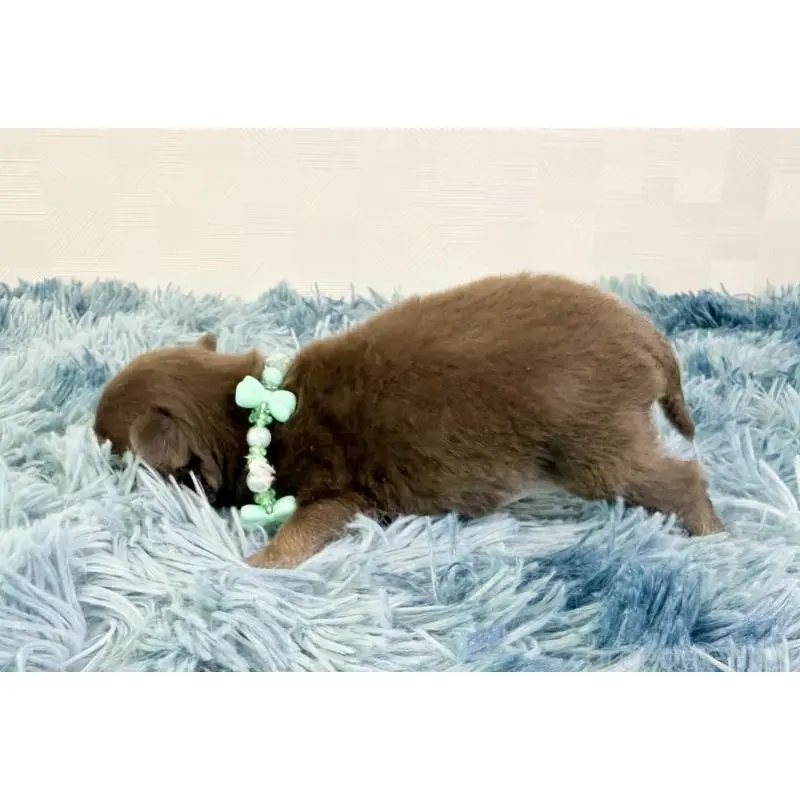 販売中の埼玉県のチワワ(ロングコート)-454354の3枚目