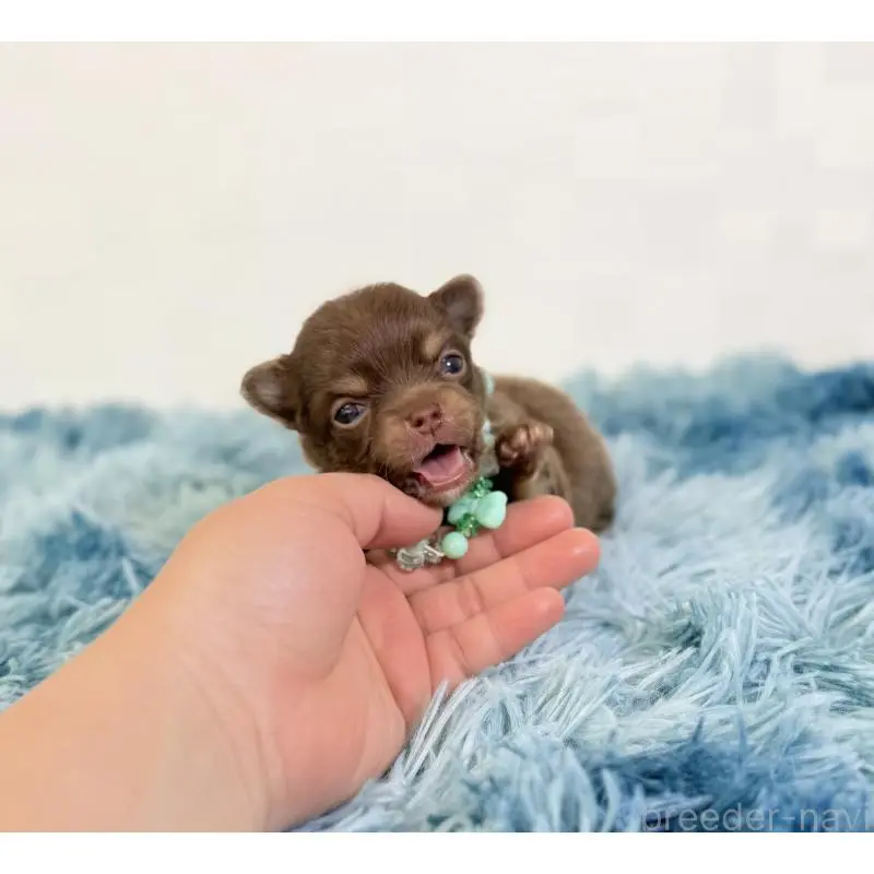 販売中の埼玉県のチワワ(ロングコート)-454354の2枚目