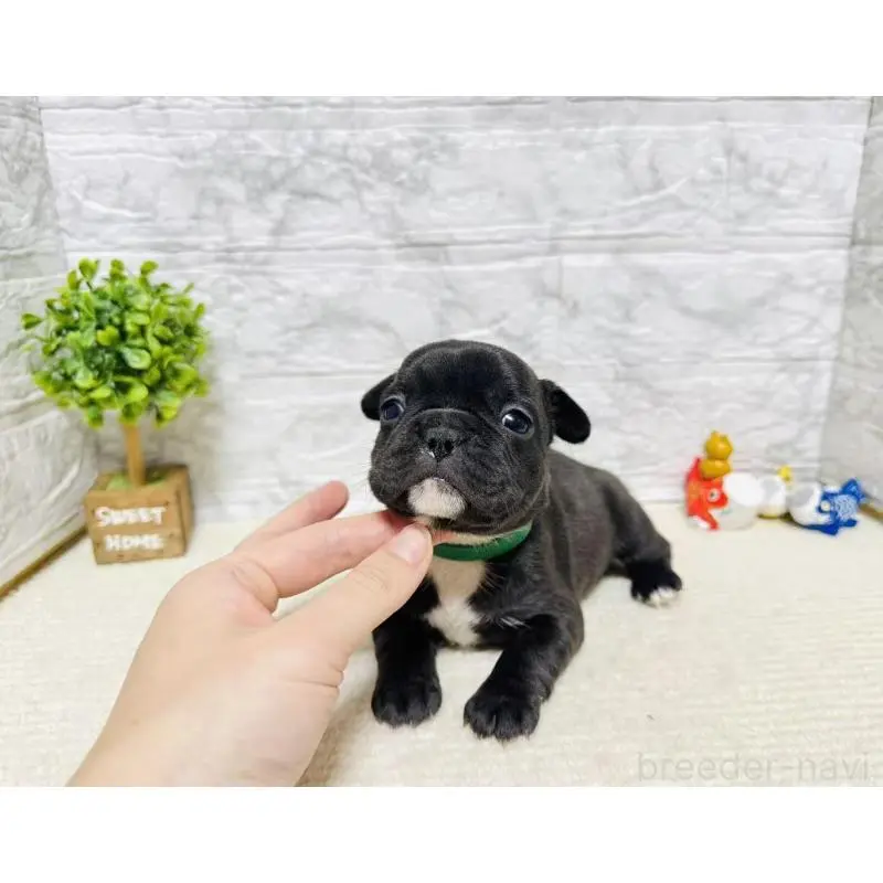 販売中の岐阜県のフレンチブルドッグ-454353の6枚目