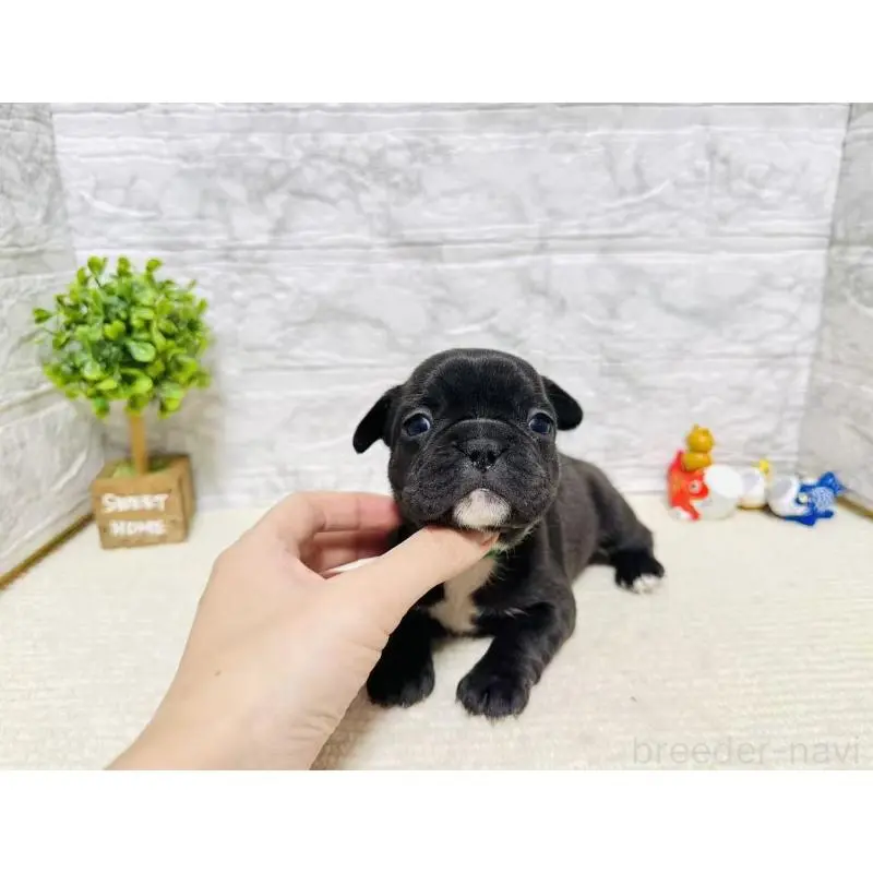 販売中の岐阜県のフレンチブルドッグ-454353の5枚目