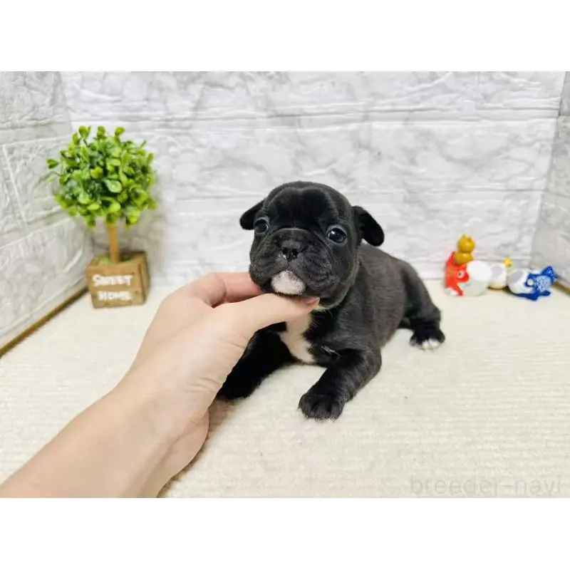 販売中の岐阜県のフレンチブルドッグ-454353の4枚目