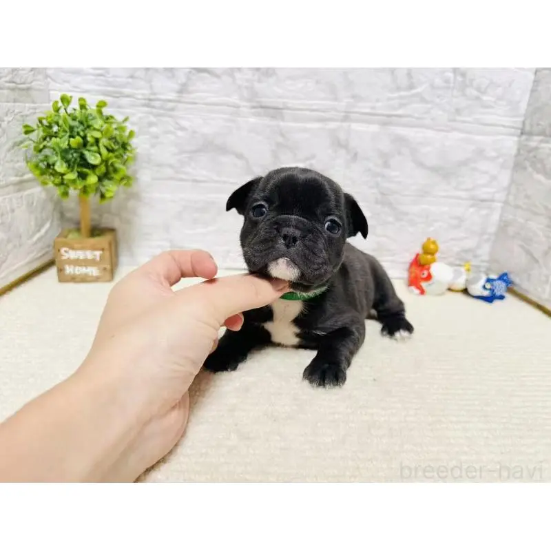 販売中の岐阜県のフレンチブルドッグ-454353の3枚目