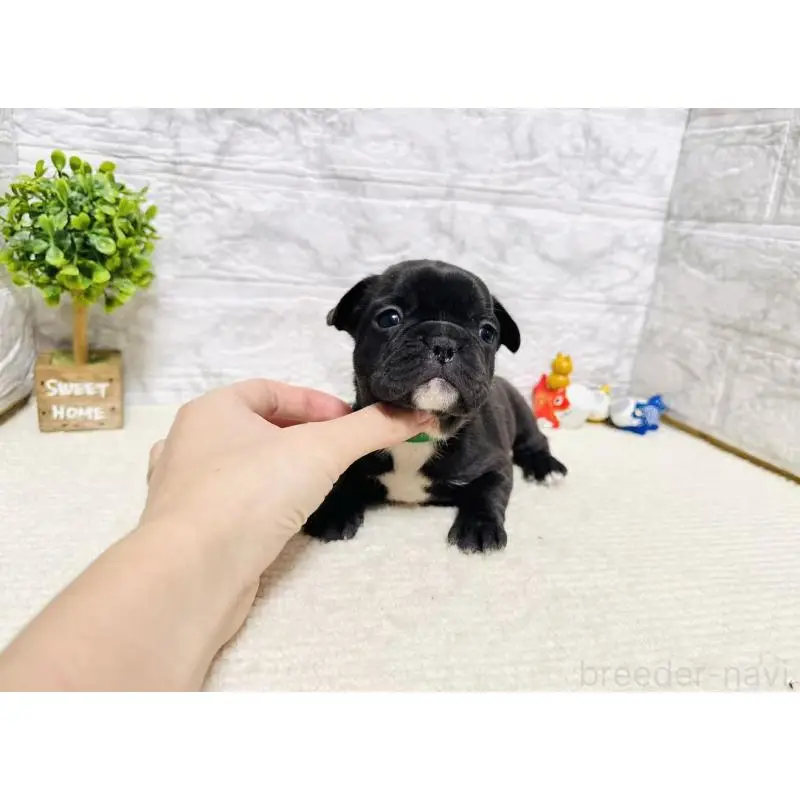 販売中の岐阜県のフレンチブルドッグ-454353の2枚目