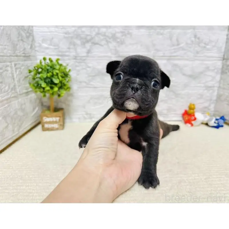 販売中の岐阜県のフレンチブルドッグ-454355の7枚目