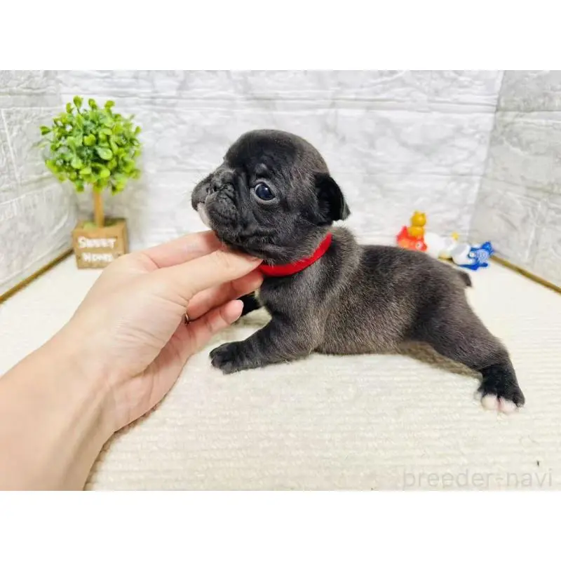 販売中の岐阜県のフレンチブルドッグ-454355の6枚目