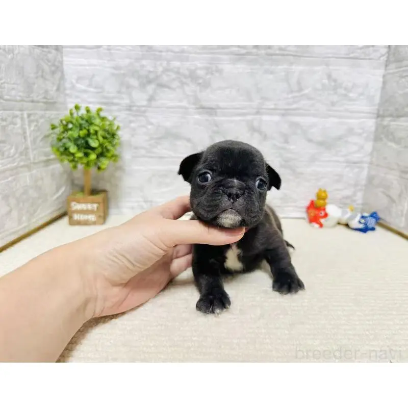 販売中の岐阜県のフレンチブルドッグ-454355の5枚目