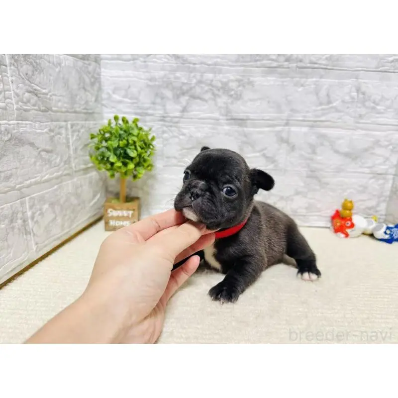 販売中の岐阜県のフレンチブルドッグ-454355の4枚目