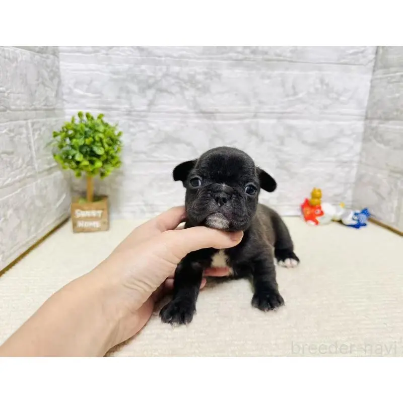 販売中の岐阜県のフレンチブルドッグ-454355の3枚目