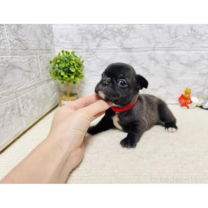 販売中の岐阜県のフレンチブルドッグ-454355の2枚目