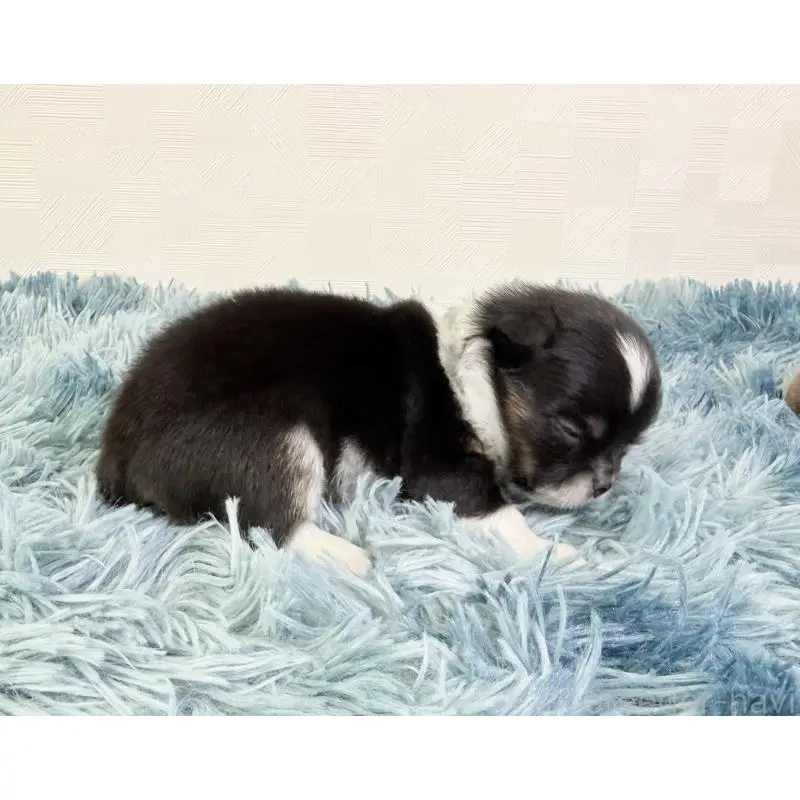 販売中の埼玉県のチワワ(ロングコート)-454356の5枚目