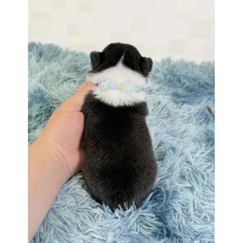 販売中の埼玉県のチワワ(ロングコート)-454356の4枚目