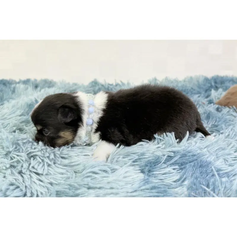 販売中の埼玉県のチワワ(ロングコート)-454356の3枚目