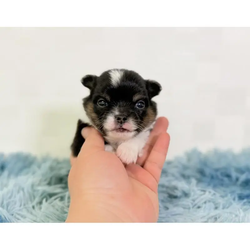 販売中の埼玉県のチワワ(ロングコート)-454356の2枚目