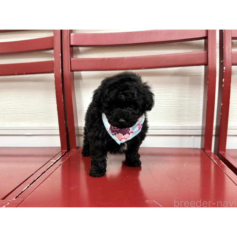 販売中の愛知県のトイプードル-445561の9枚目