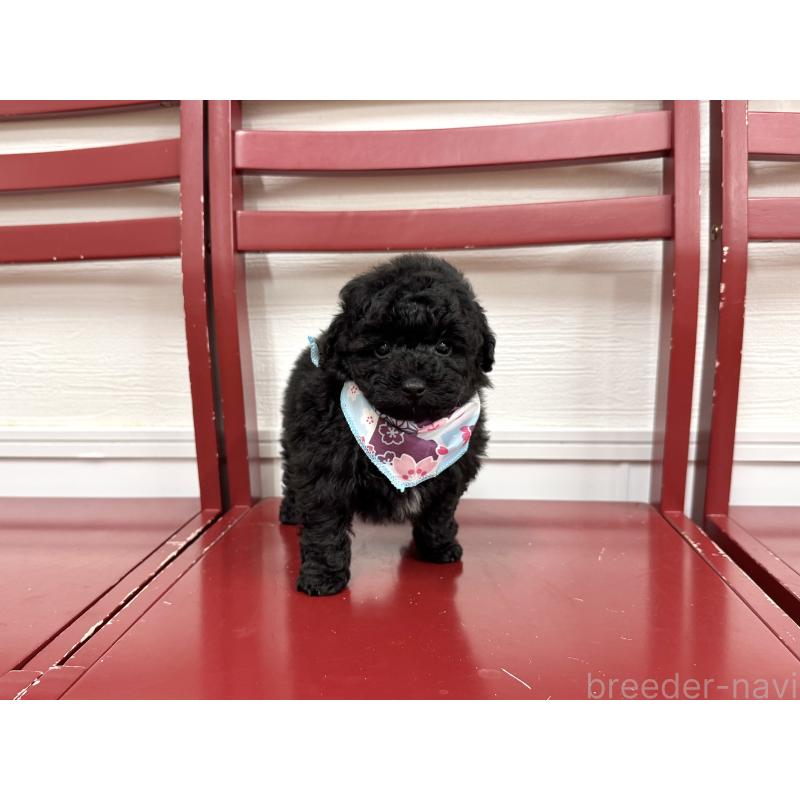 販売中の愛知県のトイプードル-445561の8枚目