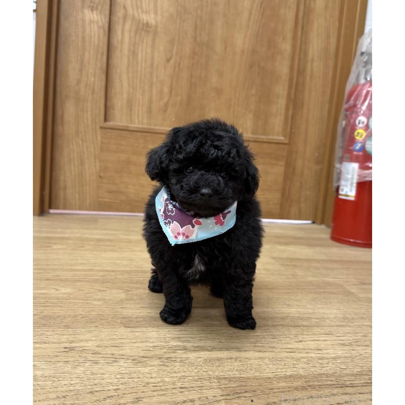 販売中の愛知県のトイプードル-445561の7枚目