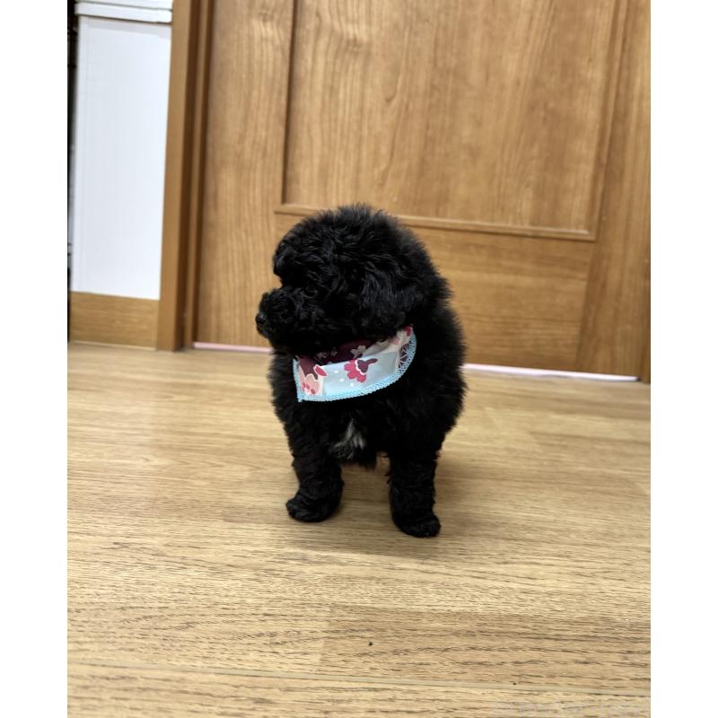 販売中の愛知県のトイプードル-445561の6枚目