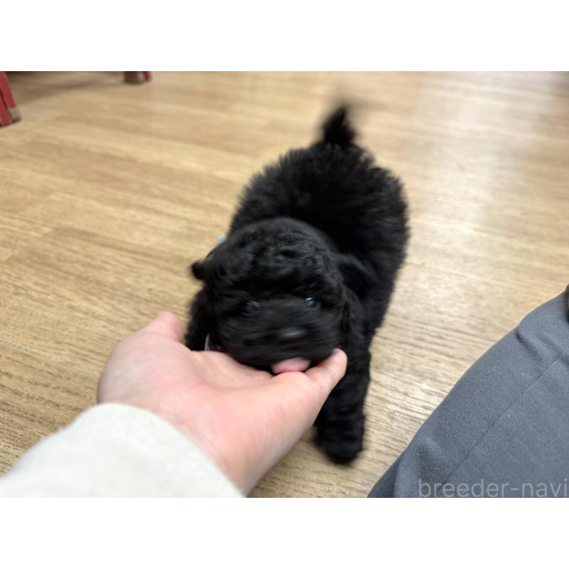 販売中の愛知県のトイプードル-445561の5枚目