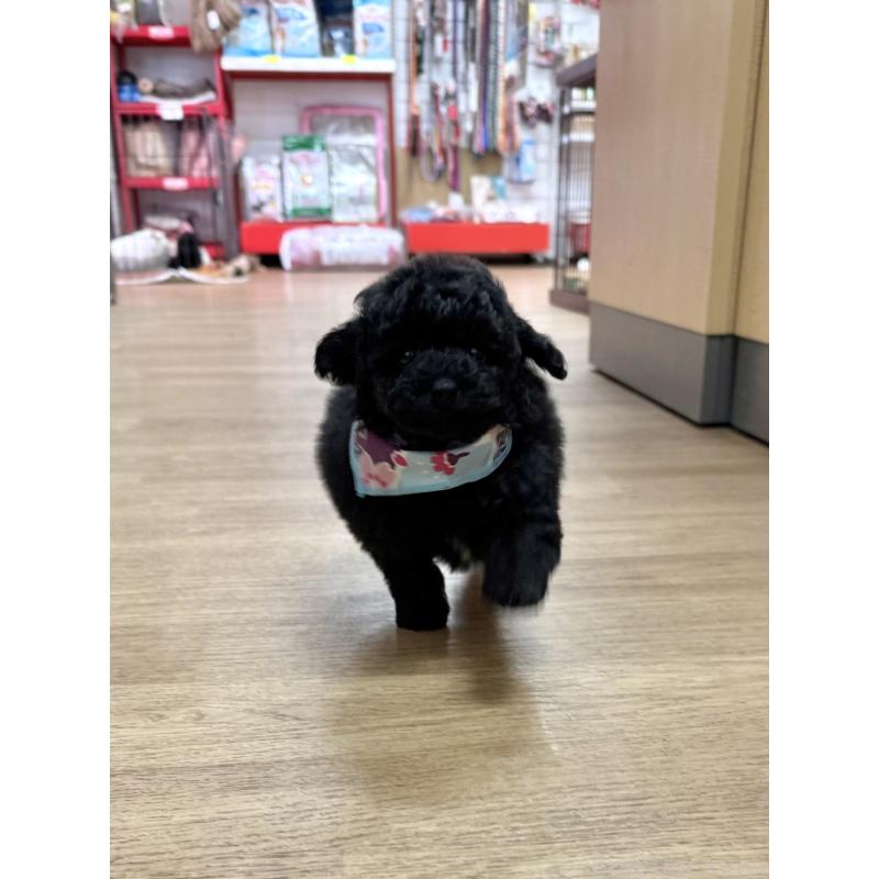 販売中の愛知県のトイプードル-445561の4枚目