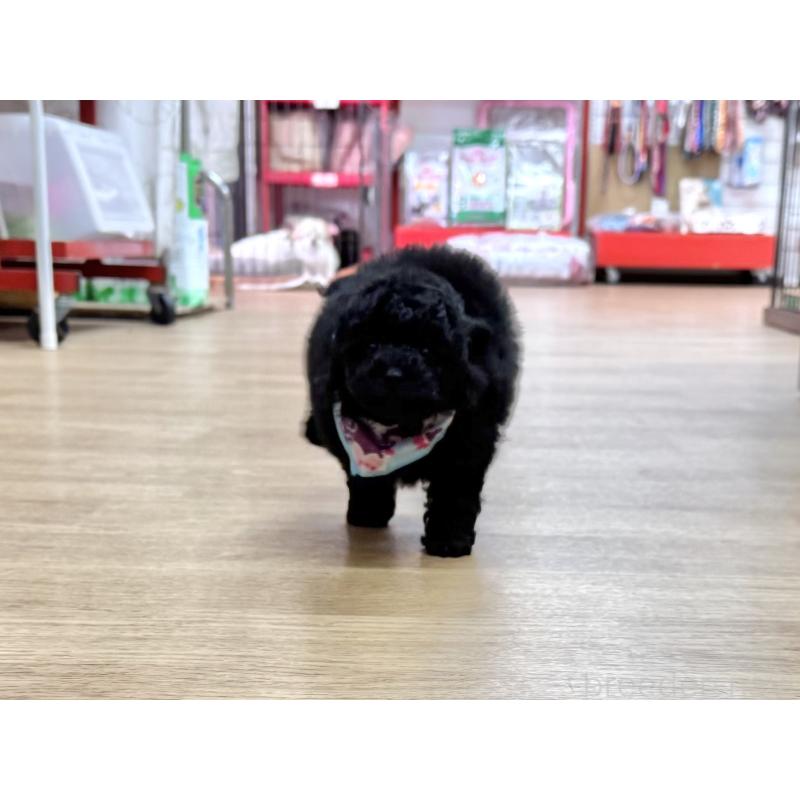 販売中の愛知県のトイプードル-445561の3枚目