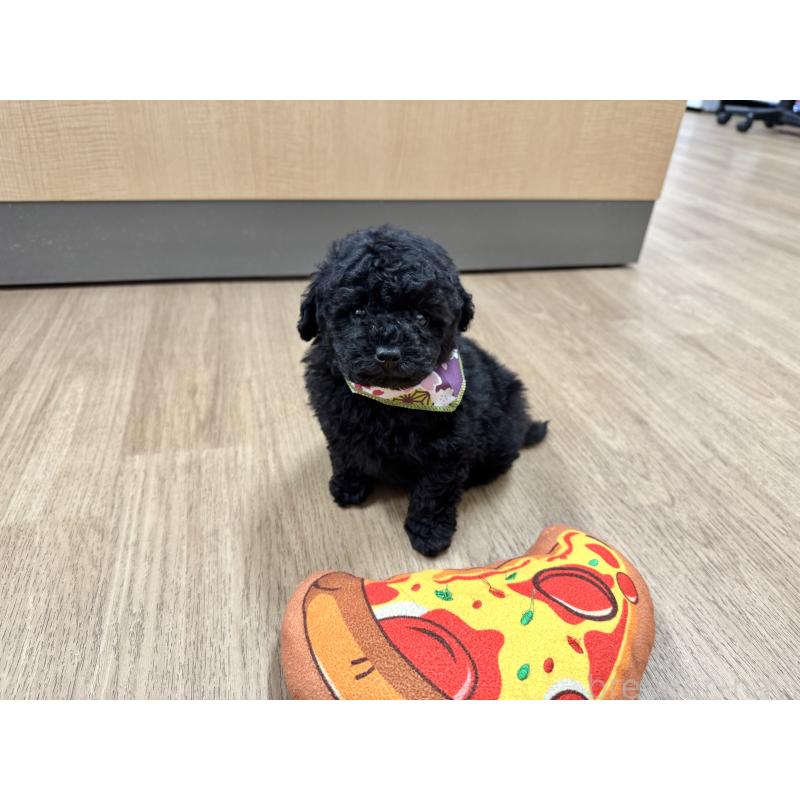 販売中の愛知県のトイプードル-445563の9枚目